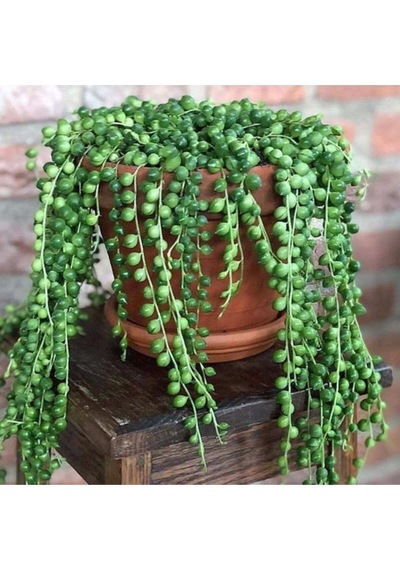 Serada Decor Plant Askılı Tesbih Çiçeği