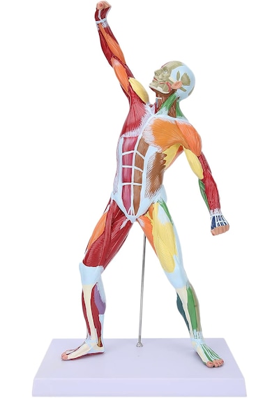 Eğitim Amaçlı Kas Modeli, 52 Cm, Gerçek Boyutun 1/4 Ü - Kas Mak 01