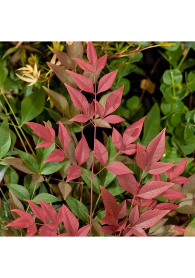 Cennet Bambusu Nandina Fidanı 2 Yaşında Tüplü