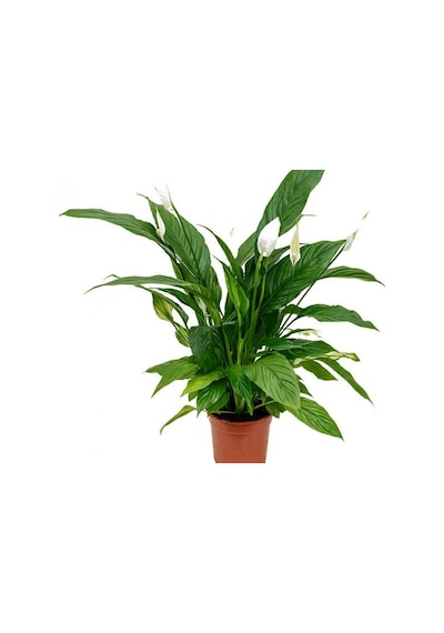 Barış Çiçeği – Spathiphyllum 60cm