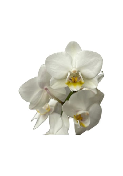 Phalaenopsis 'amabilis' Beyaz Orkide Ø12 Cm 45-50 Cm
