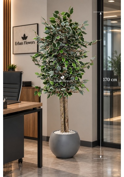 170 Cm Yapay Ficus Beyaz Küre Dekoratif Ağaç Yeşil