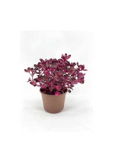 Kırmızı Çingene Şalvarı Fidanı 10-20 Cm