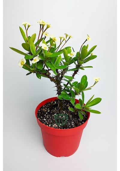 Videolu Sarı Milli Dikenler Tacı Büyük Boy 40 60 Cm Saksılı Kaktüs Euphorbia