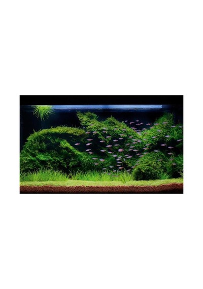 Vesicularia Dubyana Java Moss 10x10cm Canlı Bitki Çok Renkli