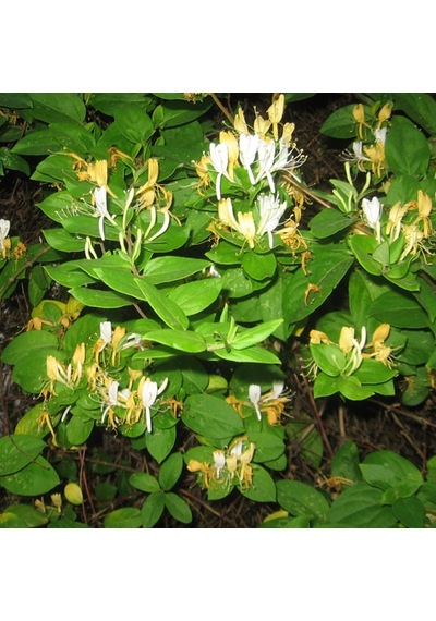 Hanımeli Lonicera