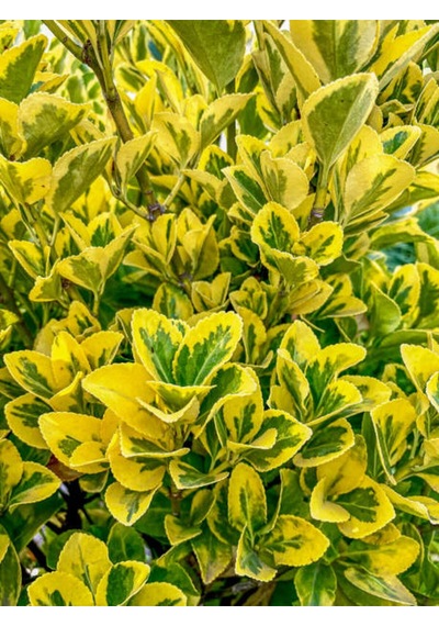 Videolu Alacalı Taflan 40 60 Cm 1 Adet Saksılı Dış Mekan Bitkisi Laurocerasus Officinalis Roem.