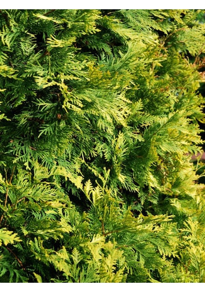 Videolu Leylandii Melez Servi Fidanı 1 Adet Saksılı/ Tüplü 30-50 Cm Leylandii Cedar