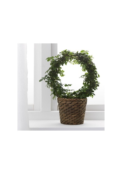 Druvflader Rattan Saksı, Su Sümbülü 17833246