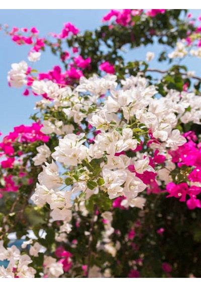 Çift Renkli Pembe Beyaz Begonvil 40 60 Cm 1 Adet Tüplü Iç/ Dış Mekan Bitki Bougainvillea Diğer