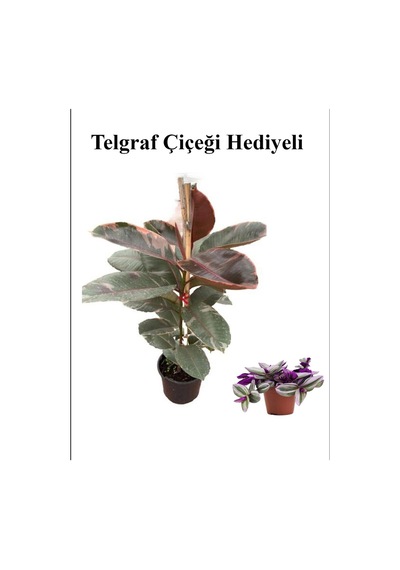 Pembe Renk Alacalı Kauçuk Bitkisi Sevgililer Gününe Özel Telgraf Hediyeli