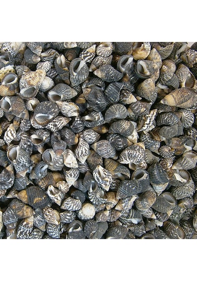 Nassarius Gaudiosus Kiloluk Deniz Kabuğu 500 Gr
