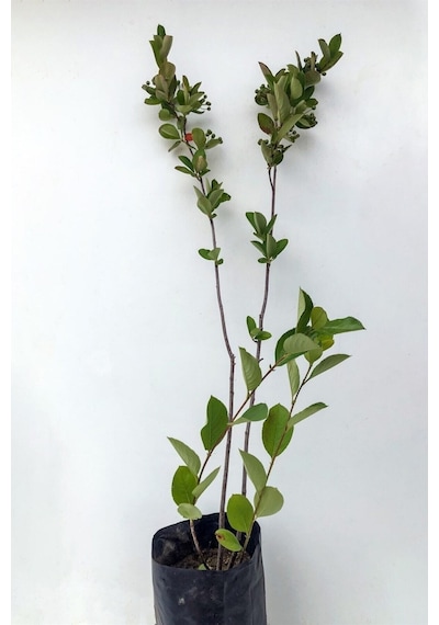 Videolu Pembe 1 Adet Leylak Çiçeği Fidanı 80-160cm Saksılı Lilac Flower