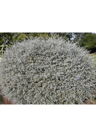 Zeytin Çalısı Fidanı Saksılı 60cm 80cm