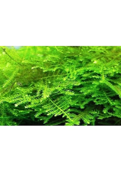 Christmas Moss Cup Canlı Bitki Tr-413161