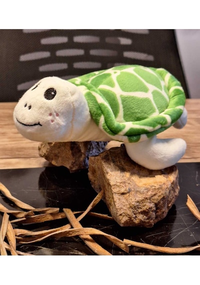 Caretta Caretta Kaplumbağa Küçük Yeşil