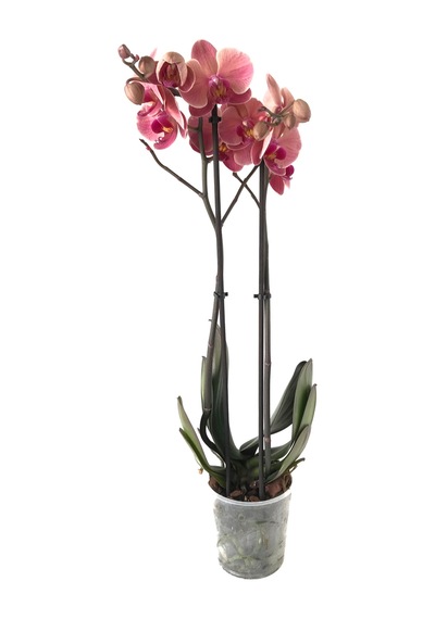 Phalaenopsis 'Asian Coral' (Pembe Orkide) Ø12 CM 70-80 CM