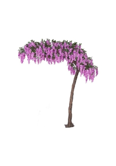 Kokulu Mor Çiçekli Mor Salkım Fidanı 10-20 Cm