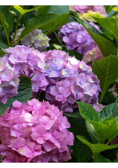 Videolu Eflatun Ortanca Çiçeği 30-50cm 1 Adet Saksılı /tüplü Çiçekli Bodur Bitki Rhododendron
