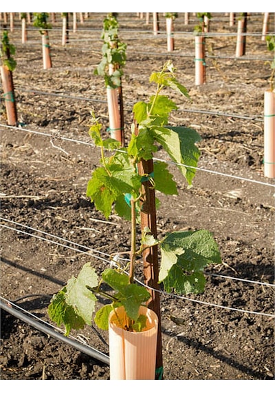 Videolu Bol Sulu Tatlı Çekirdeksiz Üzüm 40 60 Cm Tüplü Dış Mekan Bitkisi Thompson Seedless