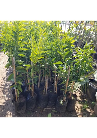 Klemantin Kokulu Çekirdeksiz Mandalina Fidanı. Torbada