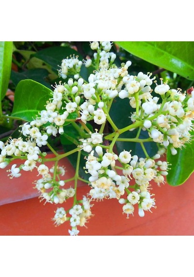 Tüplü Yağlı Kartopu viburnum Lucidum Fidanı