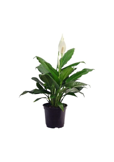 Serada Decor Plant Barış Çiçeği Spathiphyllum Sokak Lambası Ev Bitkisi Ofis Barış Çiçeği 50-80 Cm
