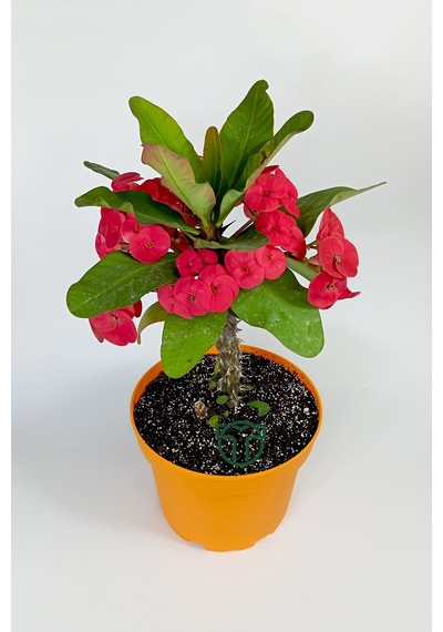 Euphorbia Milii Eforbia Büyük Çiçekli Dikenler Tacı Koyu Pembe