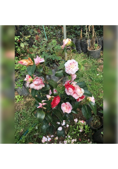 Kamelya Kırmızı Beyaz 3 Renk Açar 50-80 Cm Özel Ürün