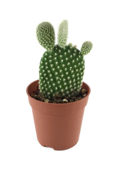 Opuntia Microdasys 'Albata' (Kaktüs) Ø5,5 CM Y0-10 CM