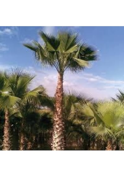 10 Adet Tohum Washingtonia Rabusta Palmiye Tohumu