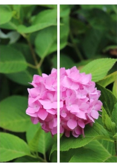 Çok Sevilen Pembe Ortanca Fidanı 40-50 Cm Saksıda Çiçekli Bodur Bitkiler Pink Hydrangea