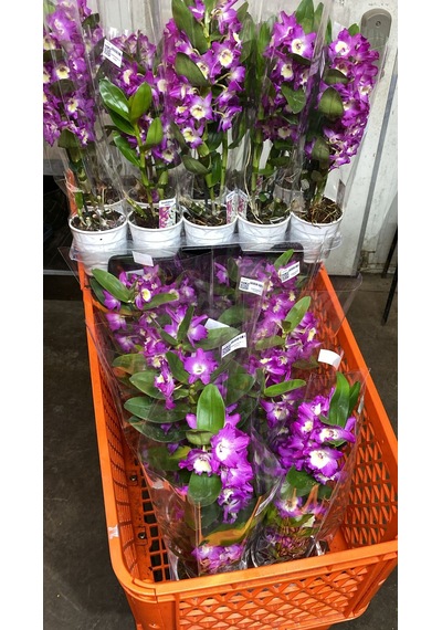 Canlı Cift Renk Dendrobium Bambu Orkide Çiçeği İthal