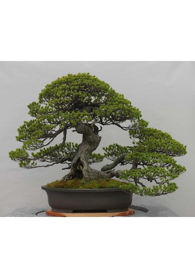 BONSAİ PİNUS SETİ (FİDAN+BONSAİ SAKSI+TOPRAK +BİTKİ BESİNİ)