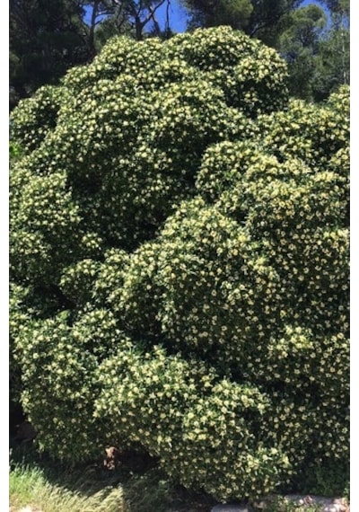 Yıldız Calısı(Pittosporum 20-25 Cm )