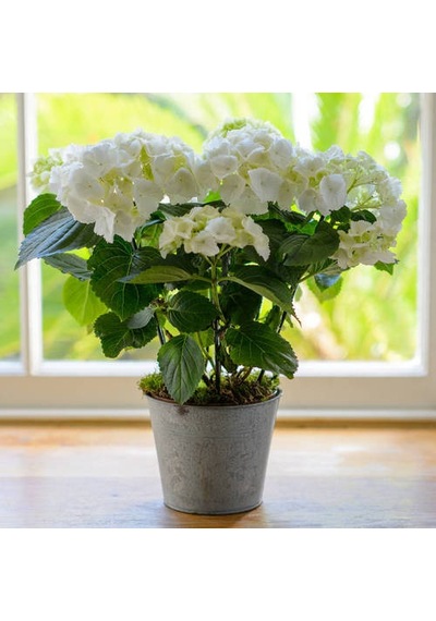 Ortanca – Hydrangea Macrophylla 20-40cm - Beyaz