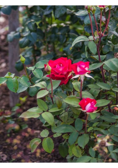 Yediveren Kırmızı Renkli 30 40 Cm 1 Adet Saksılı Aşılı Gül Red Rose
