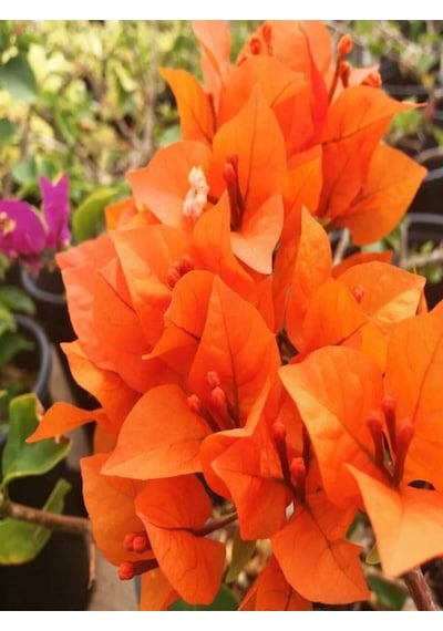 Videolu Mis Kokulu 1adet Turuncu Begonvil Çiçeği Fidanı Saksılı 60-120cm Bougainvillea