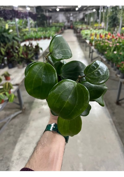 Hoya Quinquenervia (Mum Çiçeği) Ø12 CM Y15-20 CM