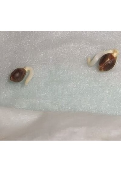 10 Adet Pembe Mor Küpe Çiçeği Tohumu + 10 Adet Gül Tohumu N114354
