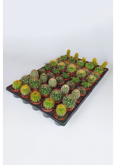 45 Adet Özel Tür Kaktüs 5 Erli Set 1 Viyol 5.5 Cm Saksıda