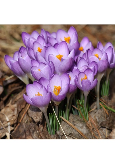 Purple Tommasianus Mor Çiğdem Soğanı5 Adet