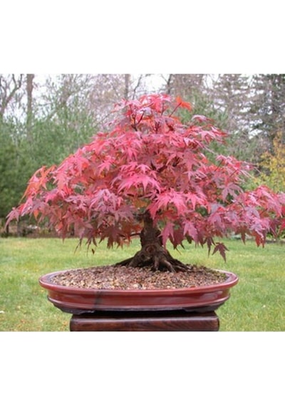Bodur Bonsai Flamingo Ağacı Tohumu 5 Adet Tohum Yetiştirme Kiti
