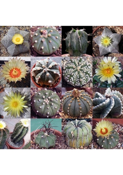 10 Adet Mix Astrophytum Kaktüs Tohumu