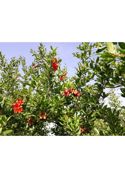 Maxima | Mikro Bitki Besin Maddeleri Karişimi 1 KG