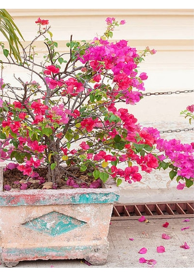 Çalı Begonvil Pembe Dolgun Ürün 20 60 Cm 1 Adet Saksılı Çiçekli Iç/ Dış Mekan Bougainvillea
