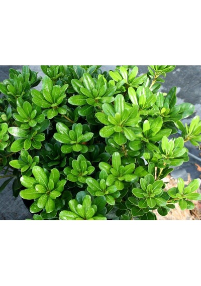 Videolu Pitos Bodur Yıldız Çalısı Fidanı 1 Adet Saksılı/ Tüplü 15-30cm Pittosporum Tobira
