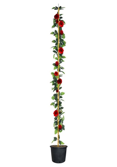 Kırmızı Yediveren Sarmaşık Kokulu 3 Adet Gül Fidanı Saksılı 80-160cm Climbing Rose