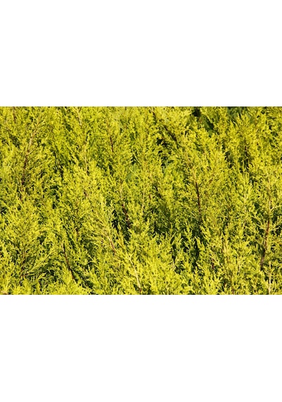 Limon Servi 10 Adet Çit Bitkisi - Aşılı Çit Bitkisi