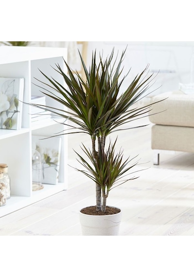 Madagaskar Dragon Ağacı – Dracaena Marginata 2 Gövdeli Bordo
